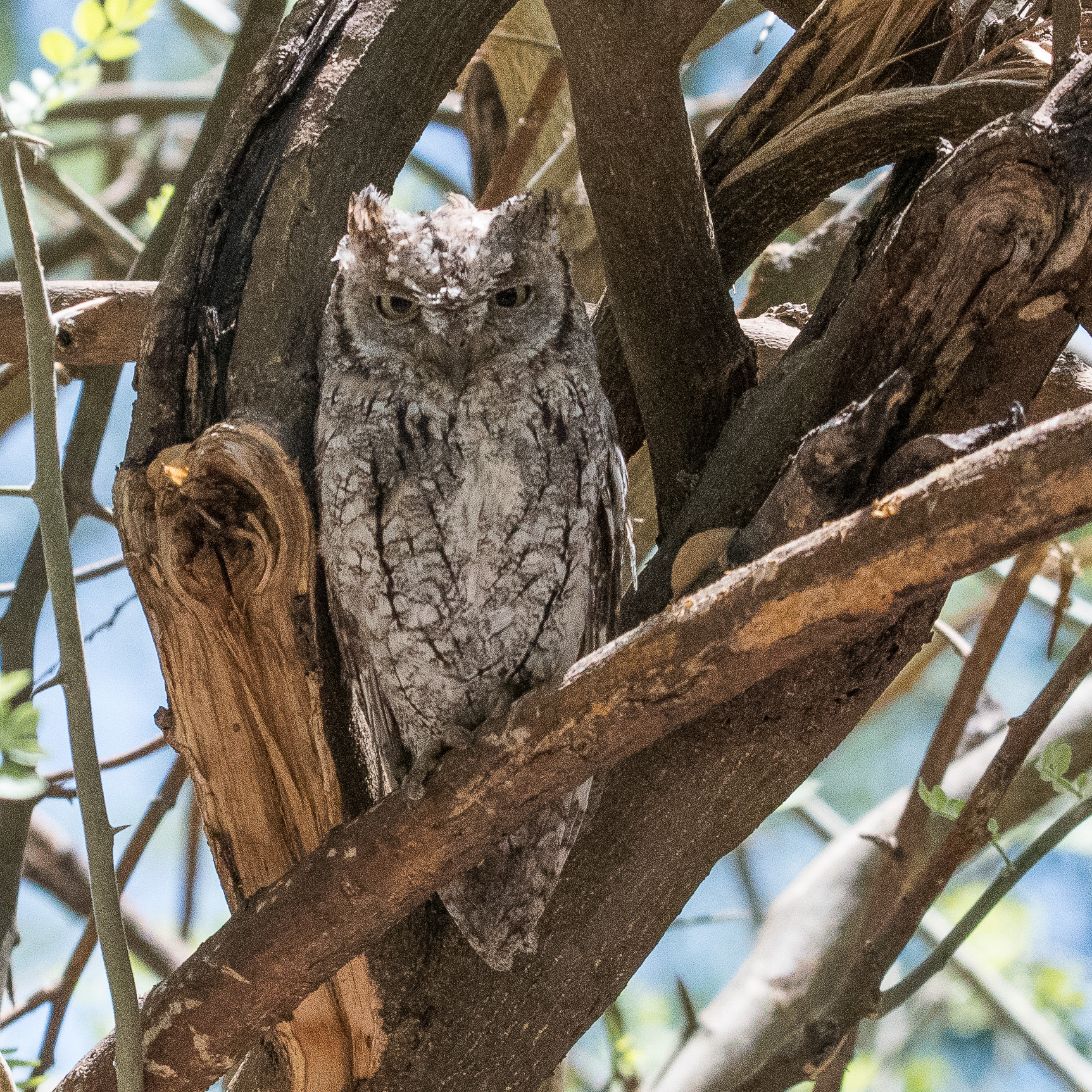 Petit-duc Africain adulte (African scops-owl, Otus senegalensis), Kwando lagoon, Okavango delta, Botswana